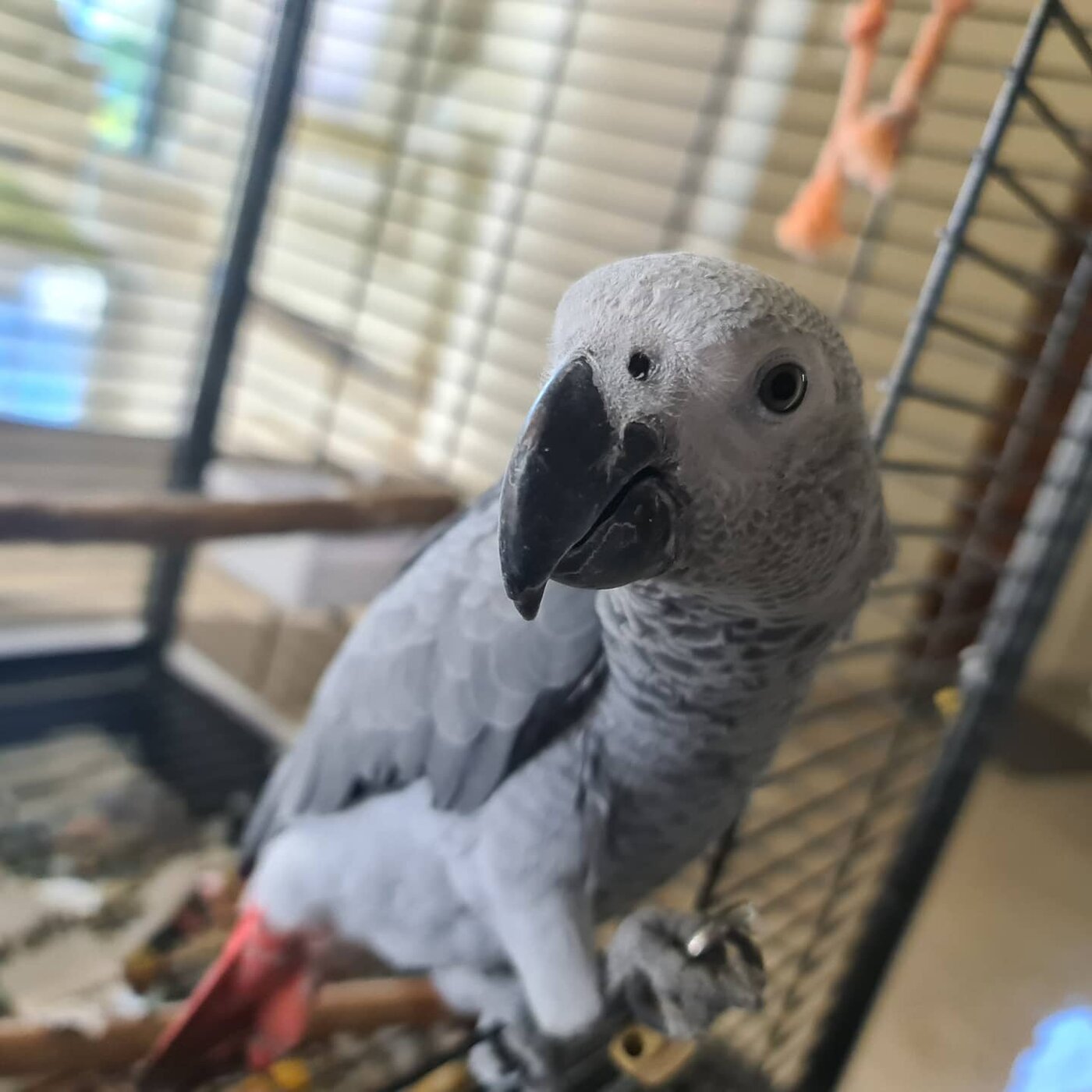 Bella the Congo African Grey, photo 2