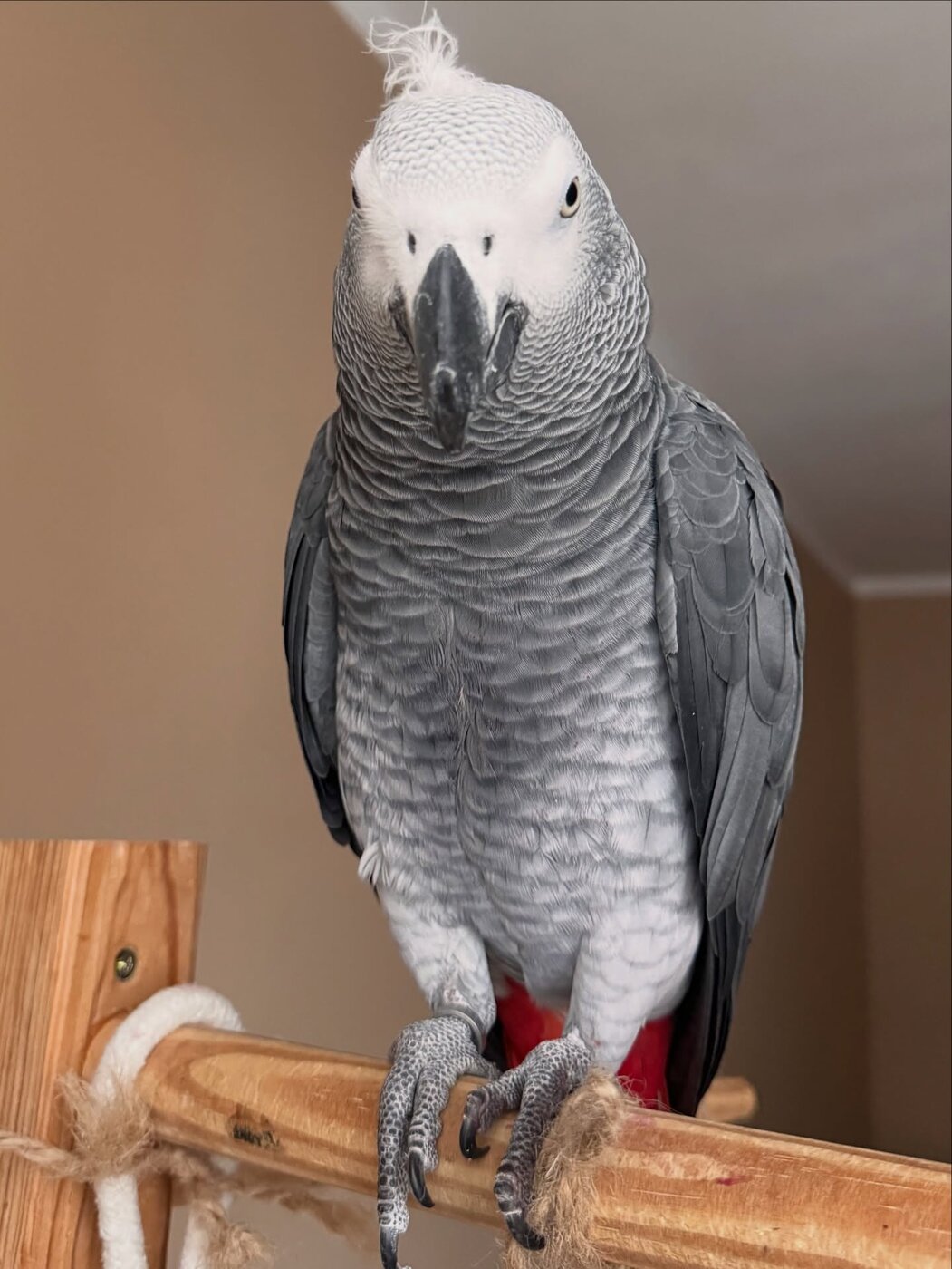Charlie, a Congo African Grey from our African Grey Collection