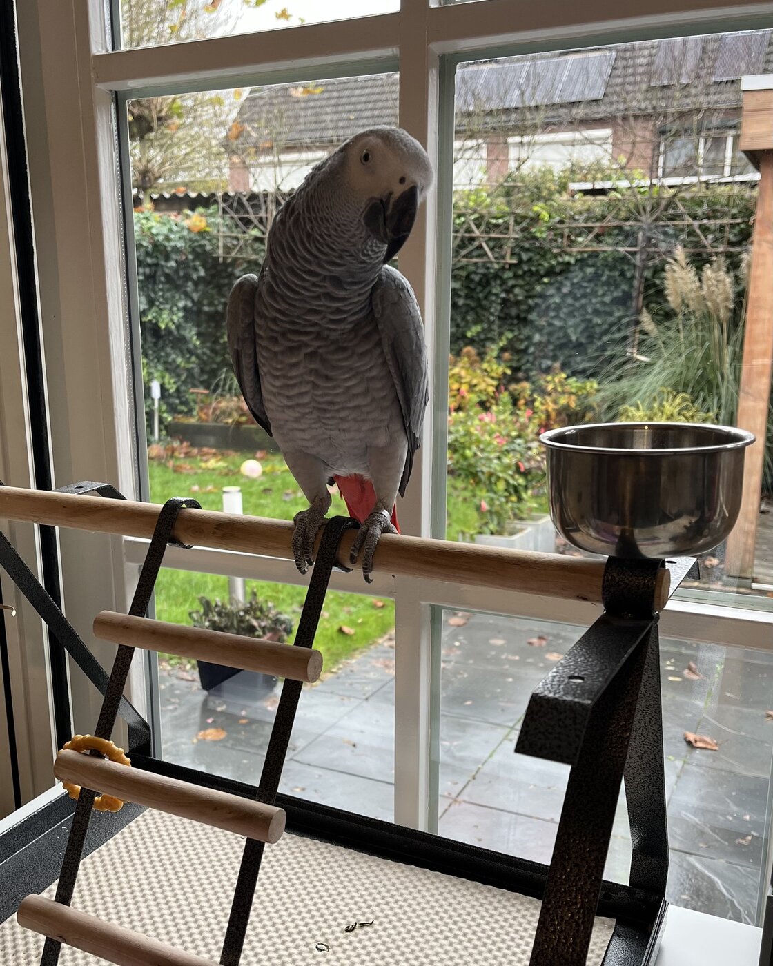 Coco, a Congo African Grey