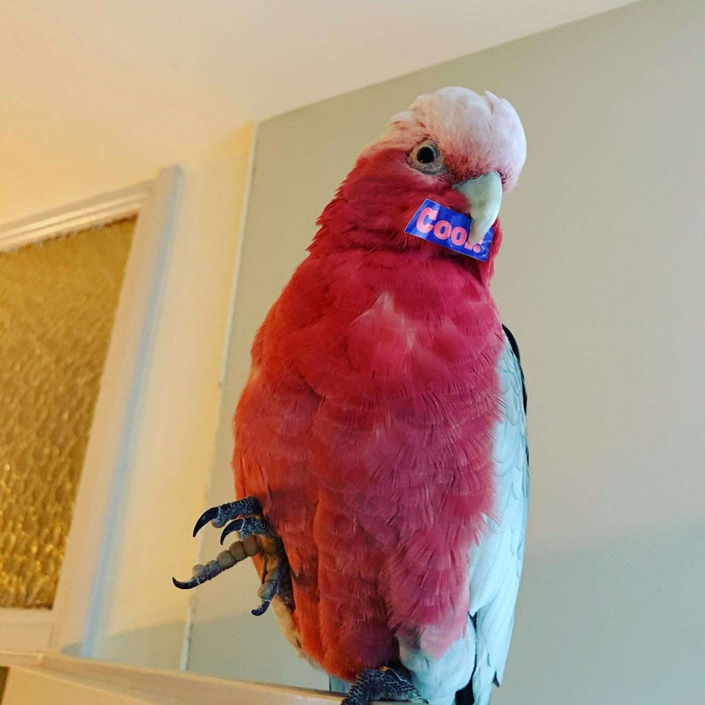 Coco, a Galah (Rose-Breasted Cockatoo)
