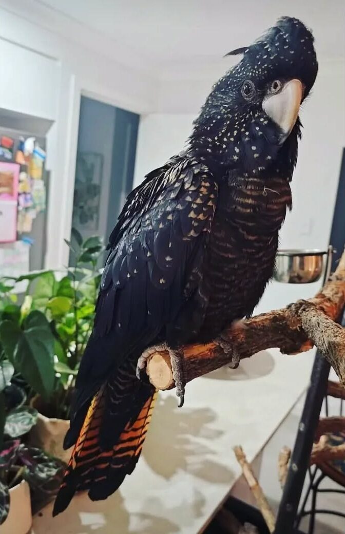 Loki the Red-Tailed Black Cockatoo, photo 5
