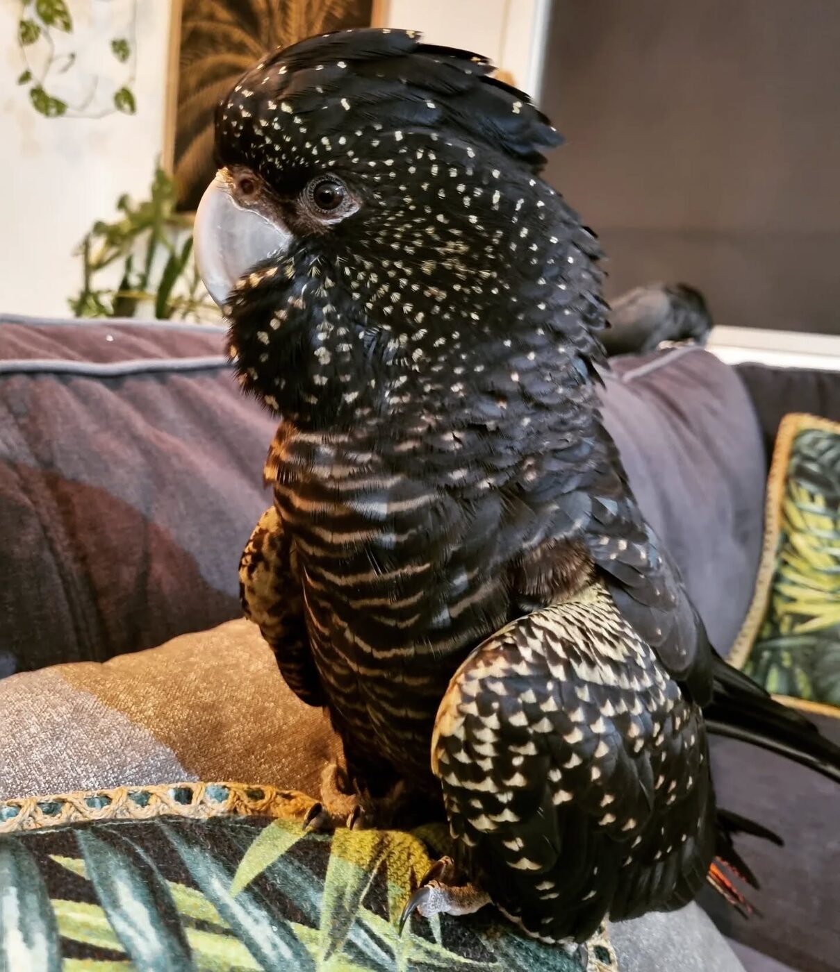 Loki, a hand-reared Red-Tailed Black Cockatoo