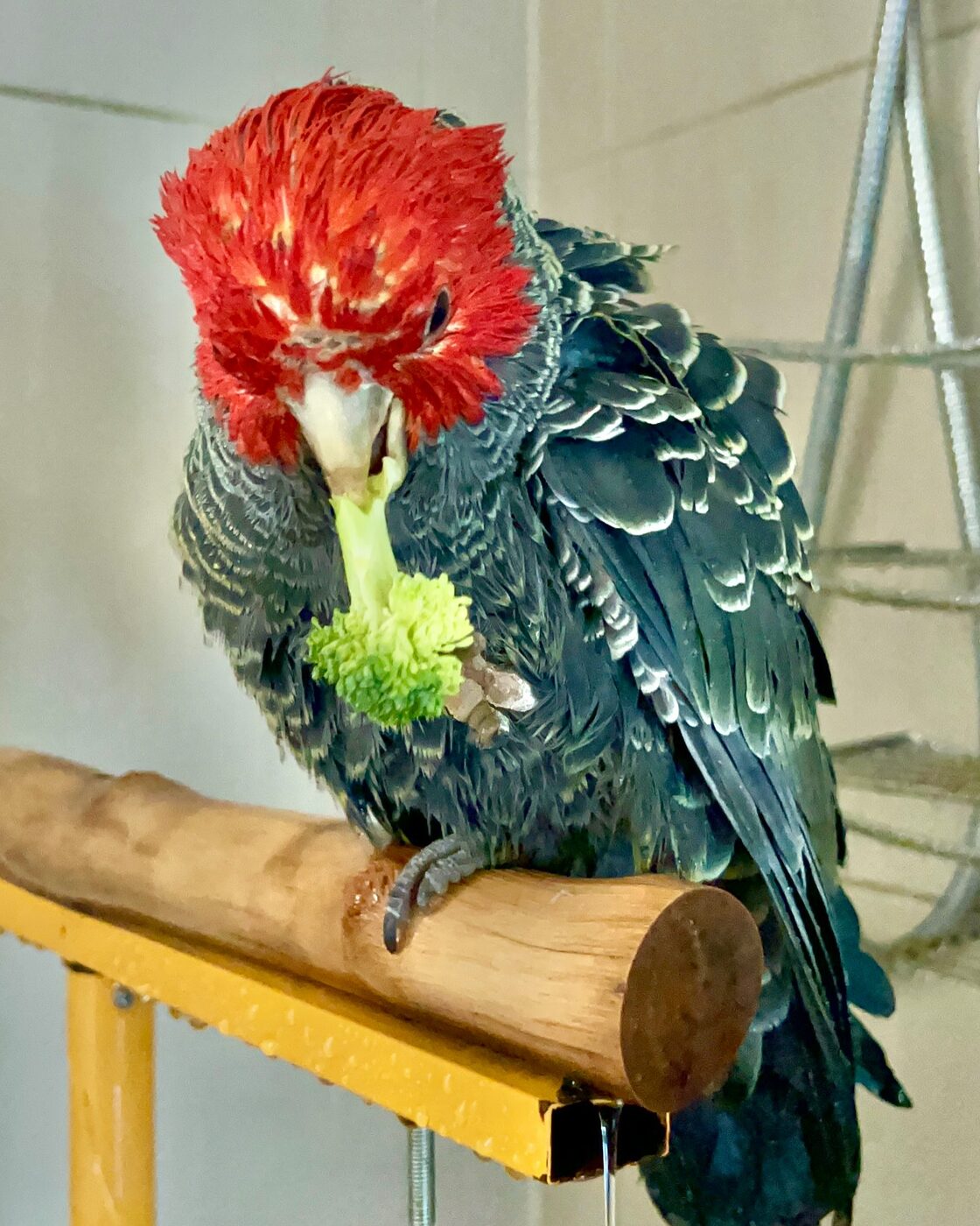 Maximus the Gang-gang Cockatoo, photo 3