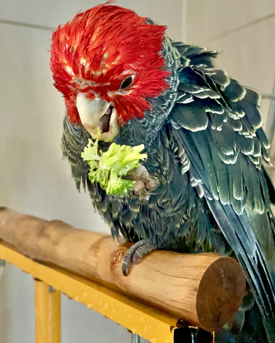 Maximus the Gang-gang Cockatoo, photo 4