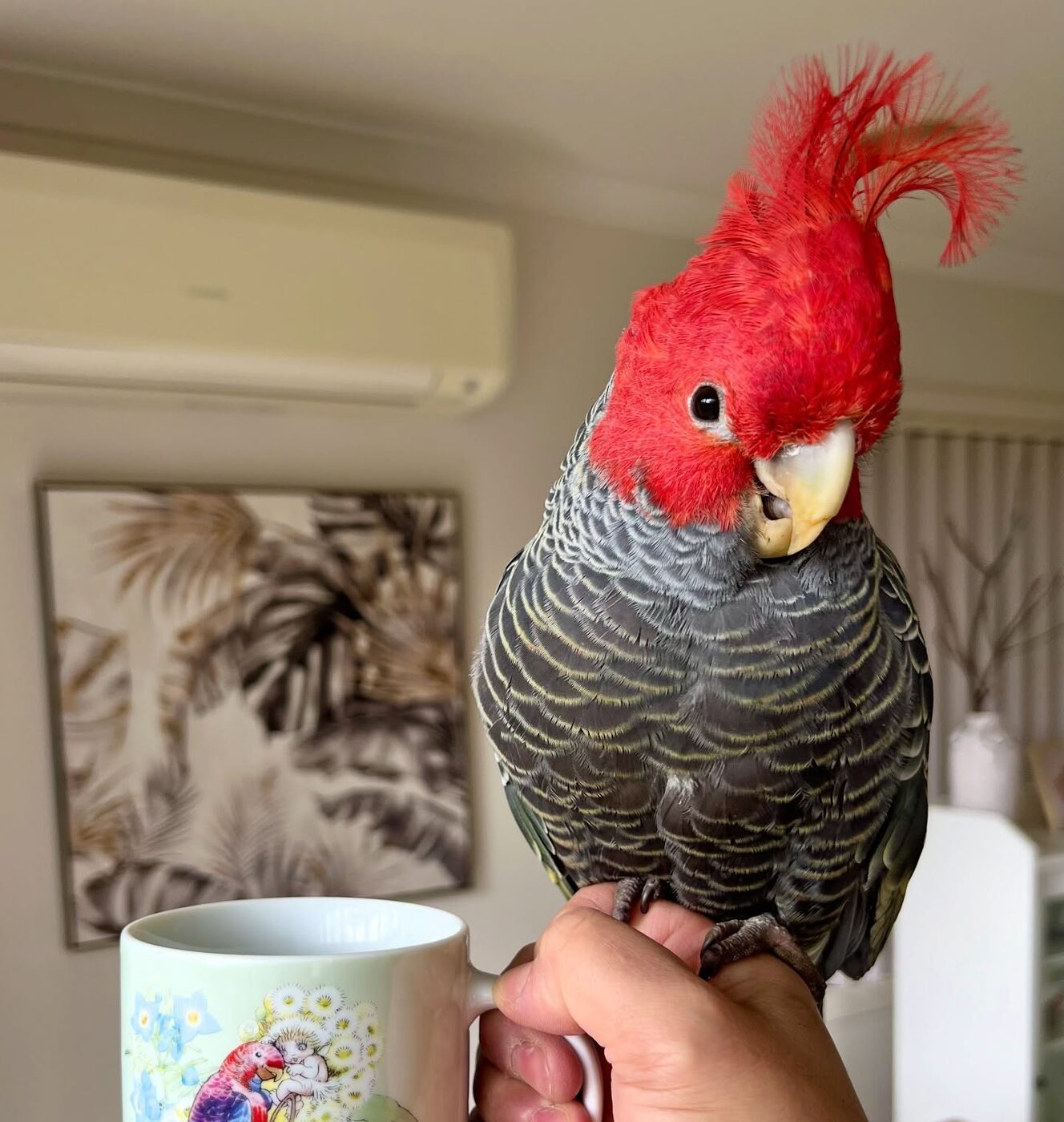 Maximus the Gang-gang Cockatoo, photo 5