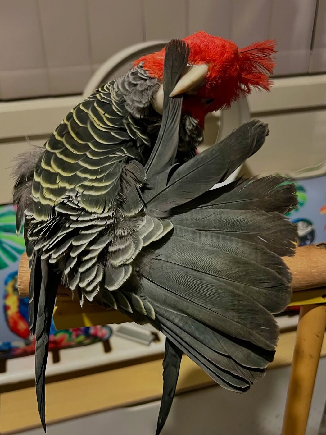 Maximus, a Gang-gang Cockatoo