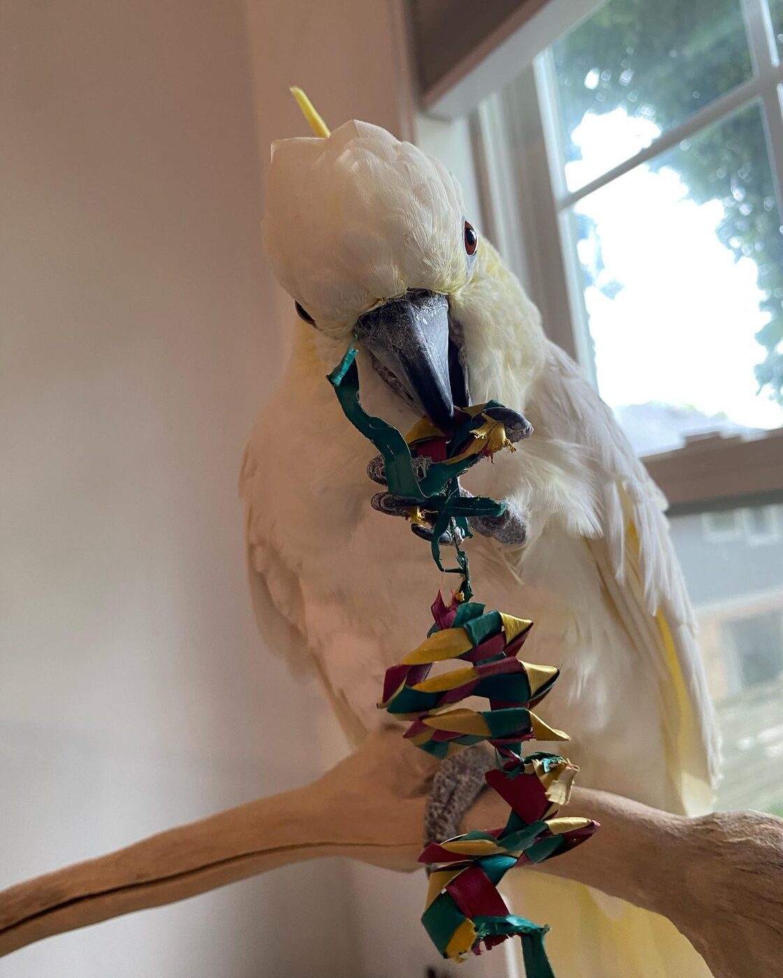 Pearl the Sulphur-Crested Cockatoo, photo 2