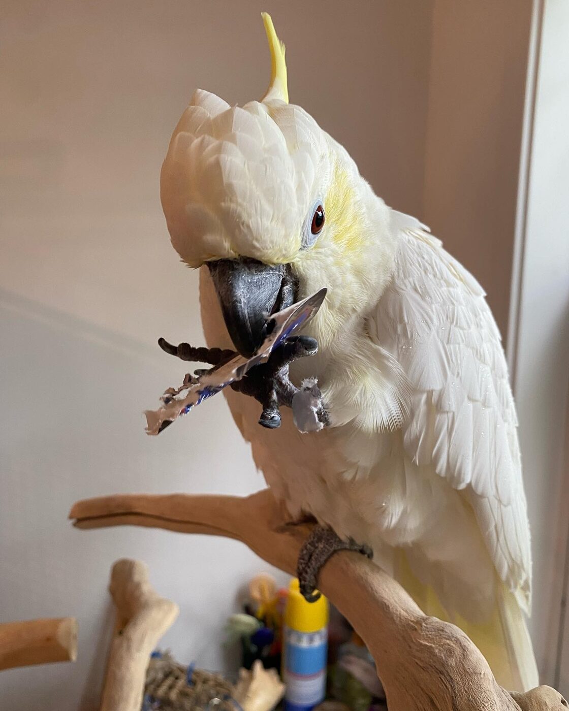 Pearl the Sulphur-Crested Cockatoo, photo 3