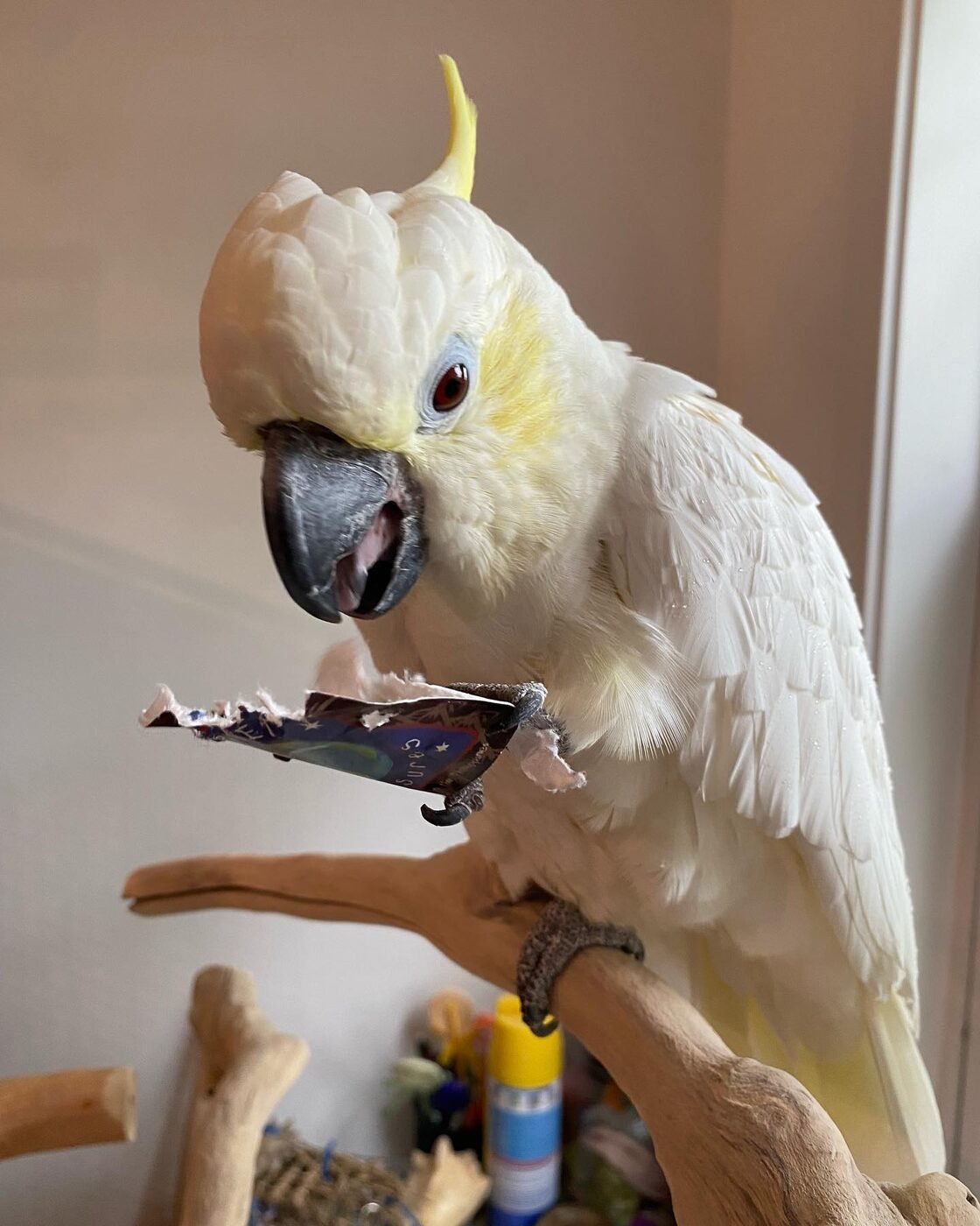 Pearl the Sulphur-Crested Cockatoo, photo 4