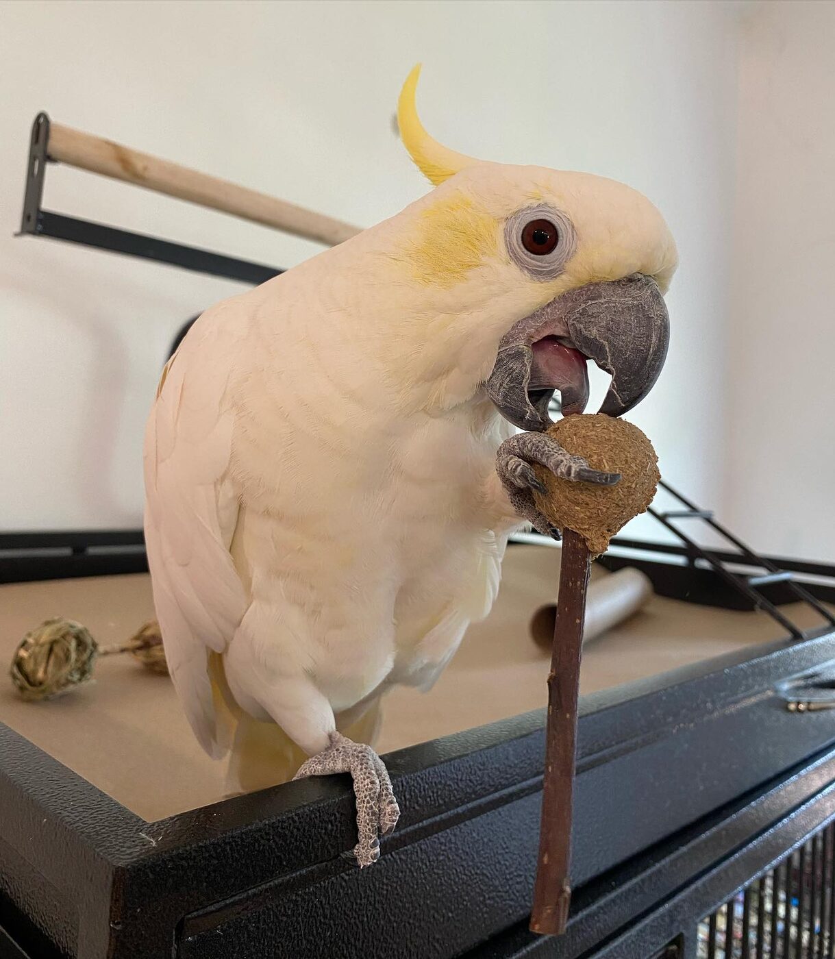 Pearl the Sulphur-Crested Cockatoo, photo 5