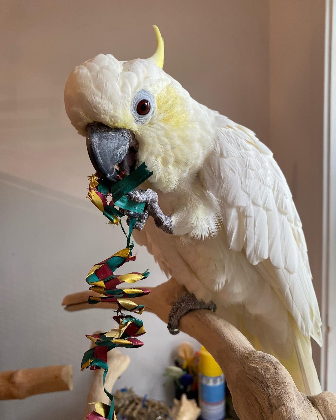 Sulphur-crested Cockatoo from our Cockatoo Collection