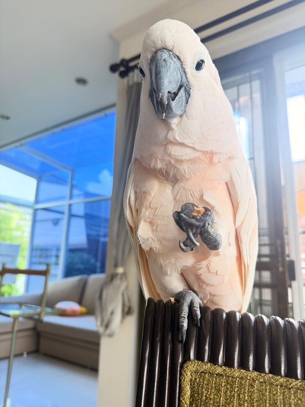 Rocko the Sulphur-Crested Cockatoo, photo 2