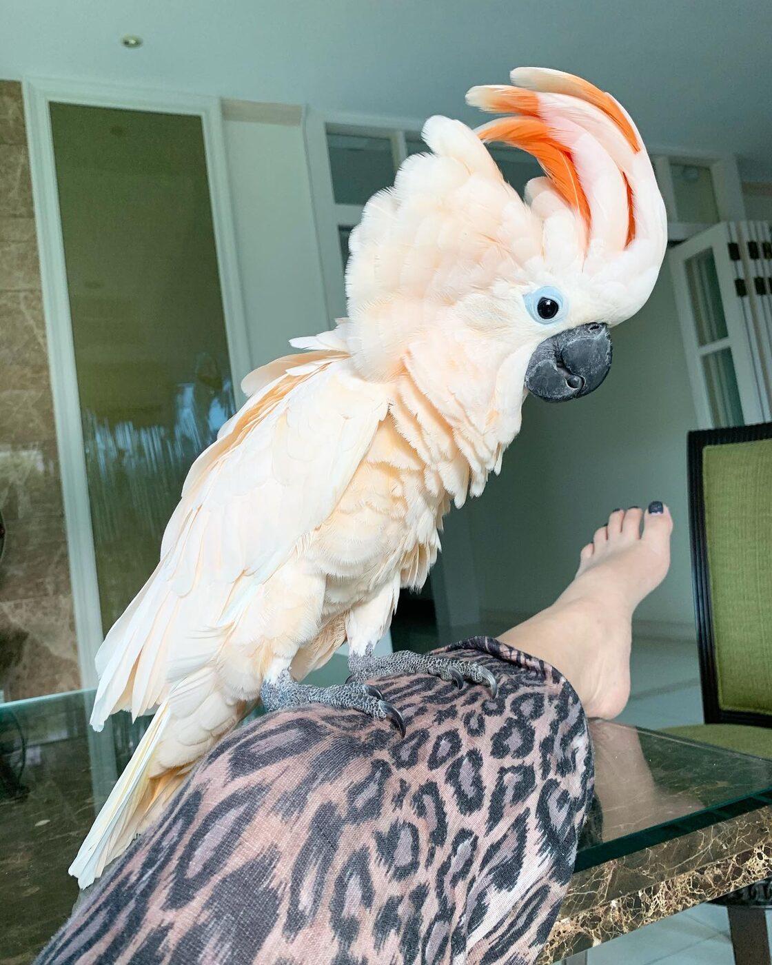 Rocko the Sulphur-Crested Cockatoo, photo 3