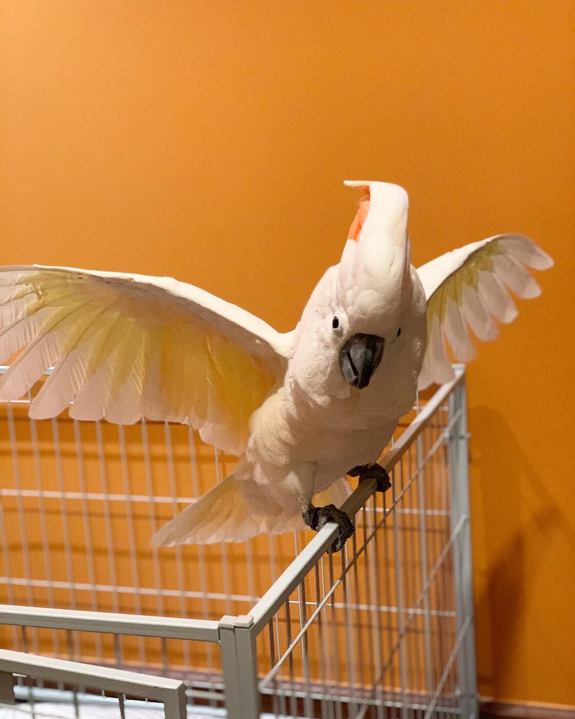 Rocko the Sulphur-Crested Cockatoo, photo 4