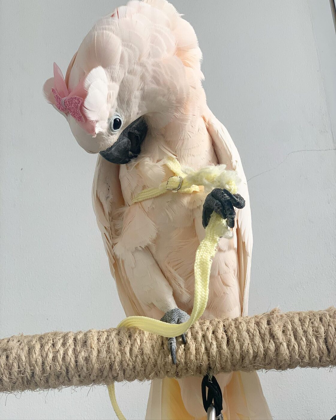 Rocko the Sulphur-Crested Cockatoo, photo 5