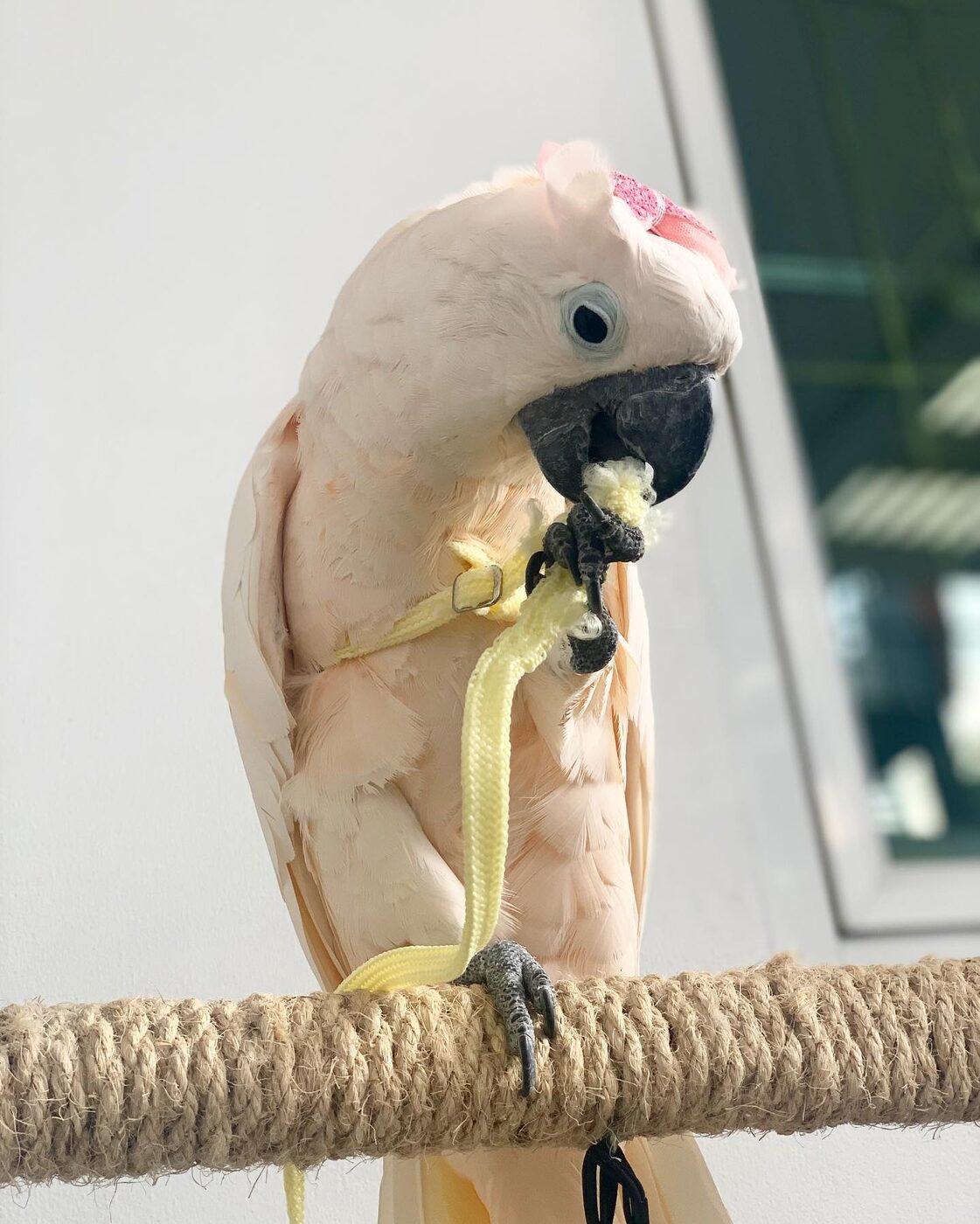 Rocko the Sulphur-Crested Cockatoo, photo 6