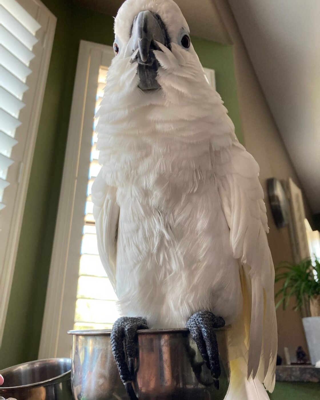 Sugar the Sulphur-Crested Cockatoo, photo 2