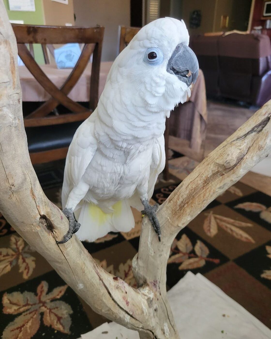Sugar the Sulphur-Crested Cockatoo, photo 3