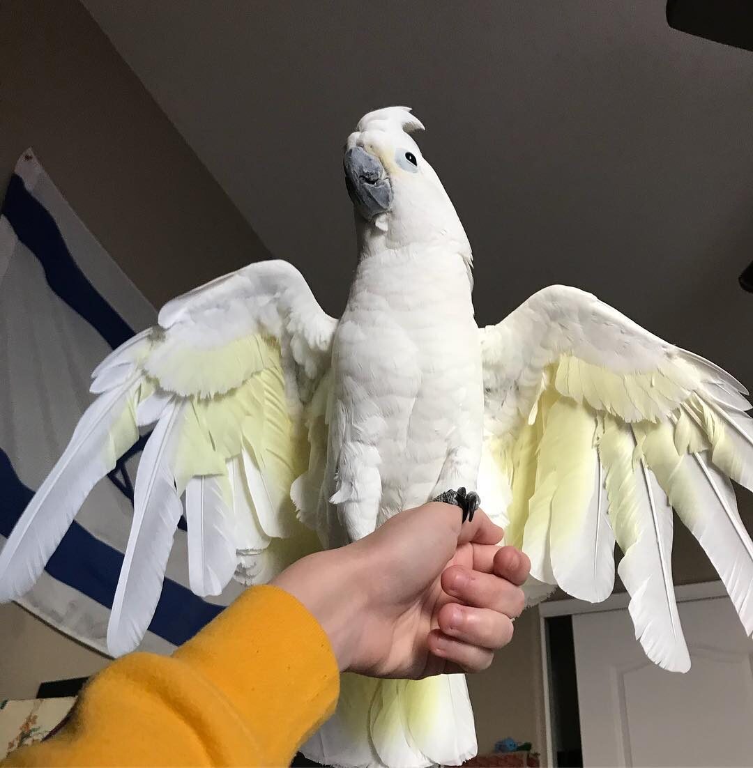 Sugar the Sulphur-Crested Cockatoo, photo 4