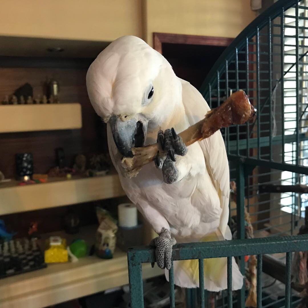 Sugar the Sulphur-Crested Cockatoo, photo 5