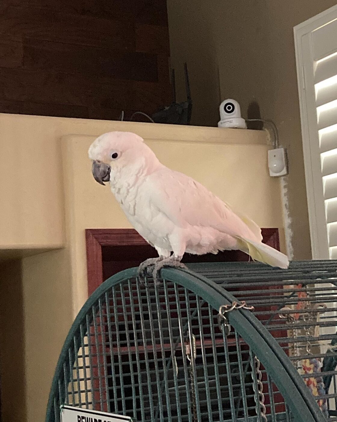 Sugar, a Sulphur-Crested Cockatoo