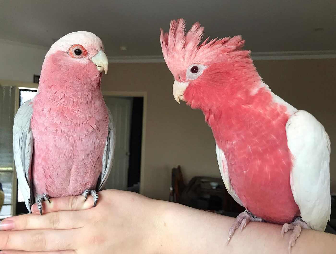 Sunny & Snowy the Rose-Breasted Cockatoo (Galah), photo 2