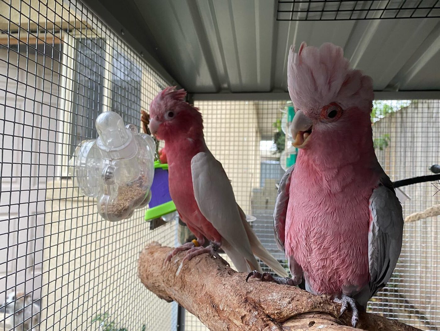 Sunny & Snowy the Rose-Breasted Cockatoo (Galah), photo 3