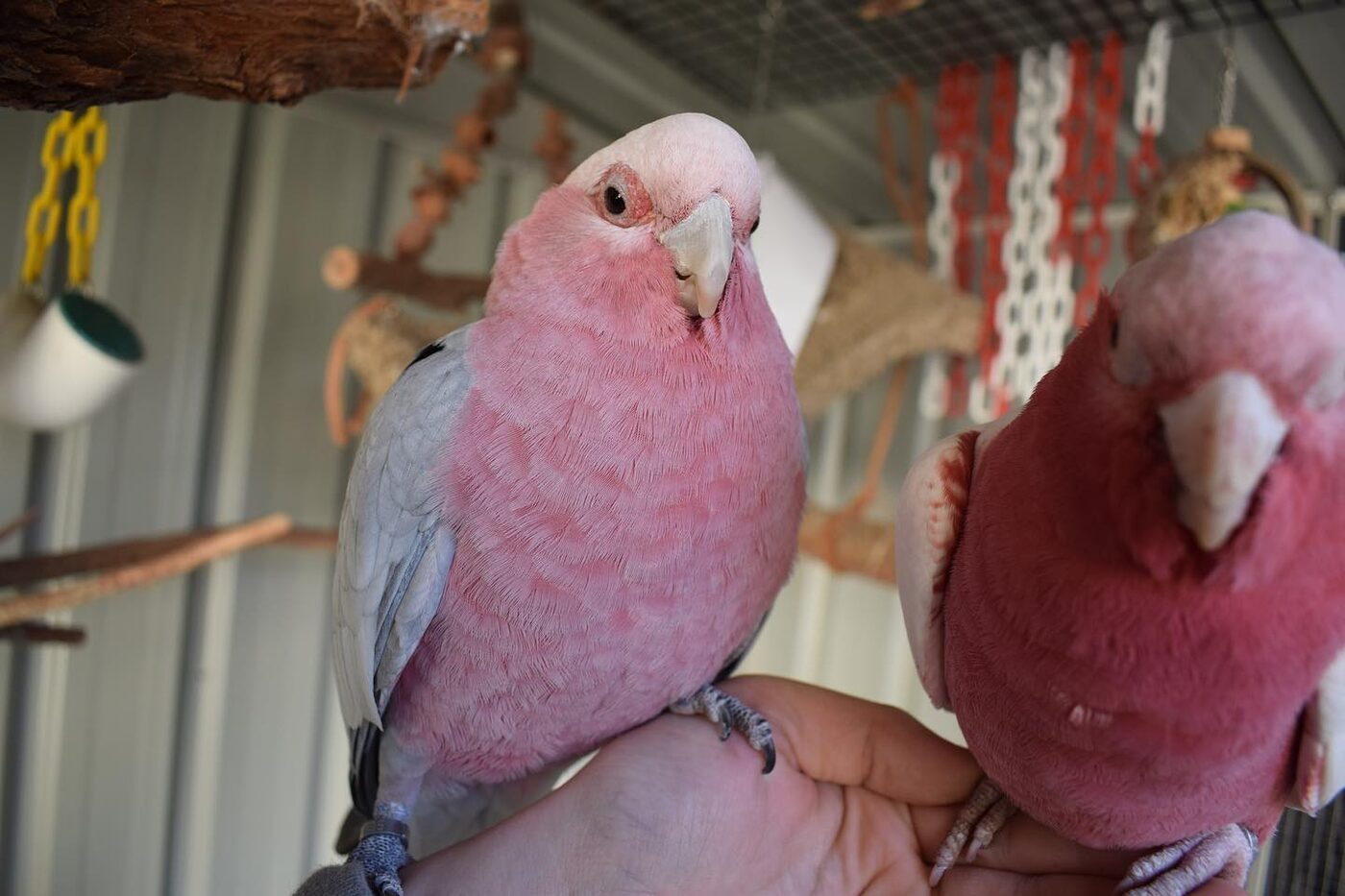 Sunny & Snowy the Rose-Breasted Cockatoo (Galah), photo 4