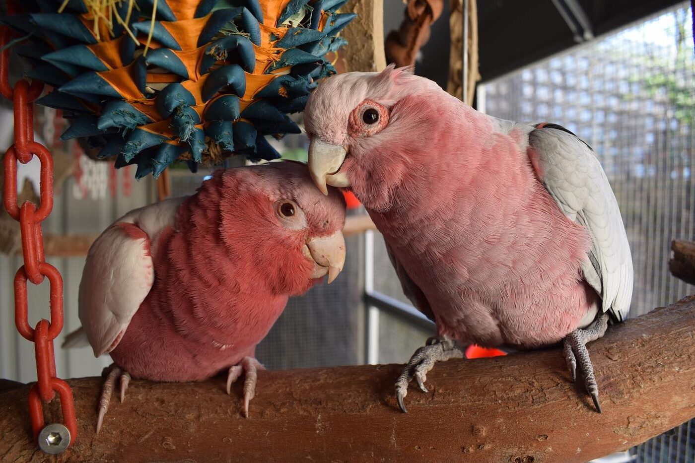 Sunny & Snowy the Rose-Breasted Cockatoo (Galah), photo 5