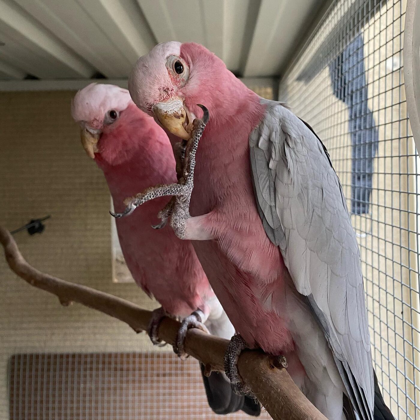 Sunny & Snowy, a Rose-Breasted Cockatoo (Galah)