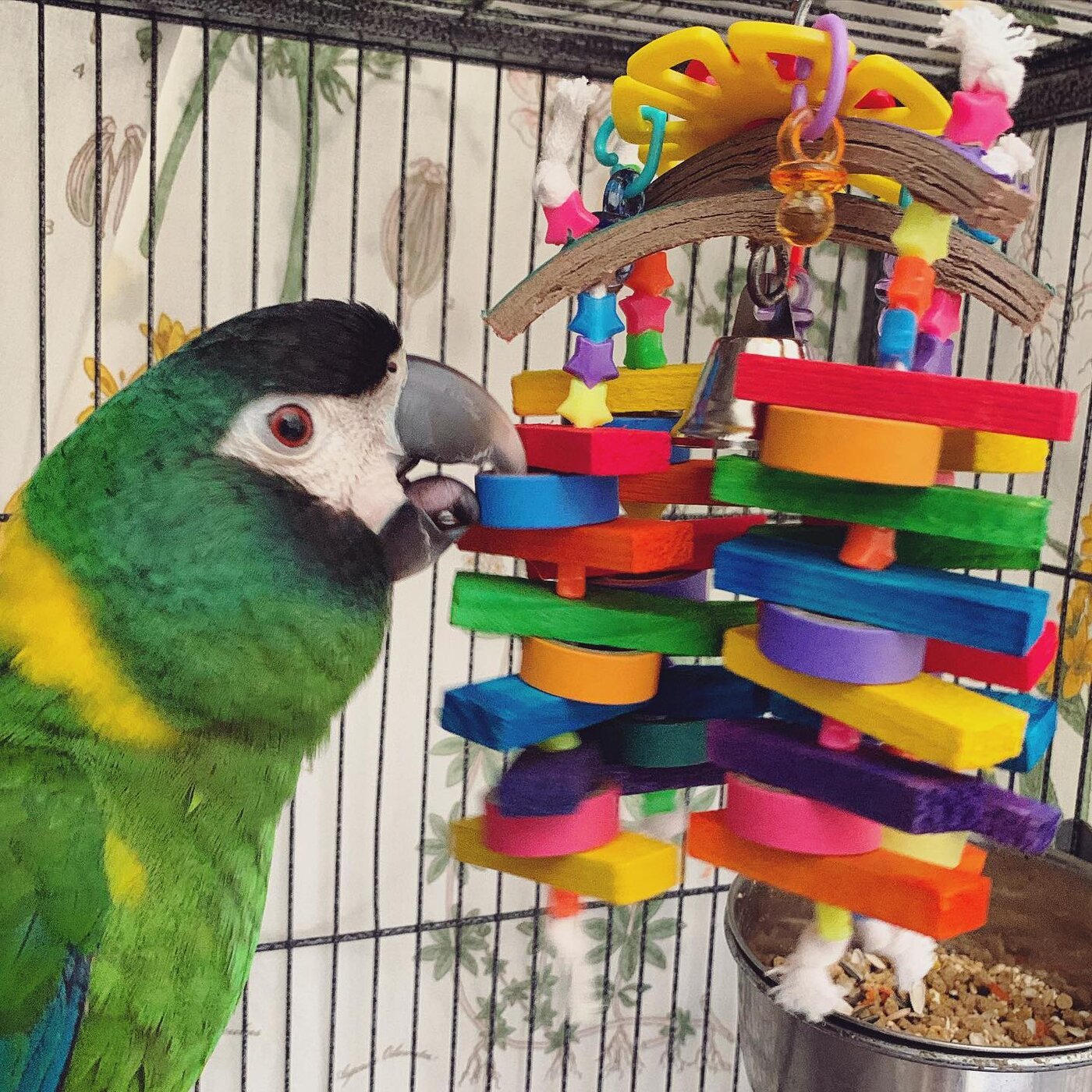 Bella the Nanday Conure, photo 2