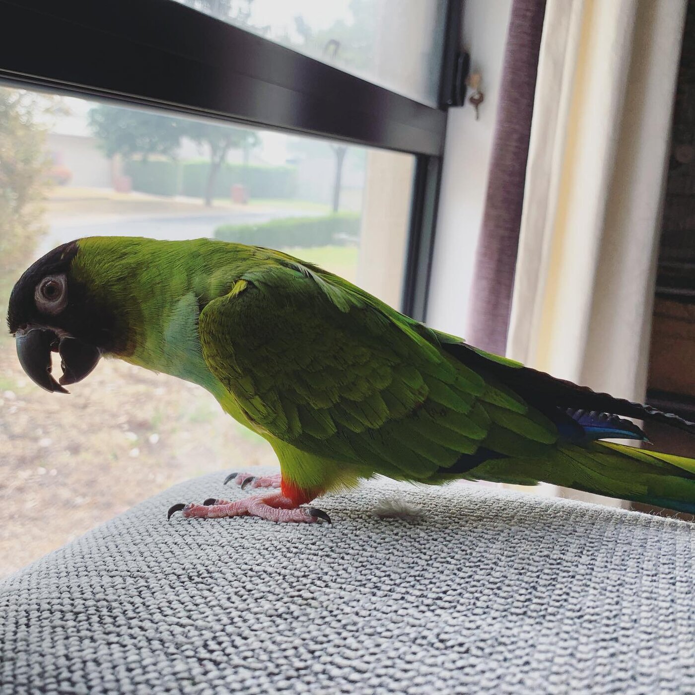 Bella, a Nanday Conure (Black-Hooded Parakeet)