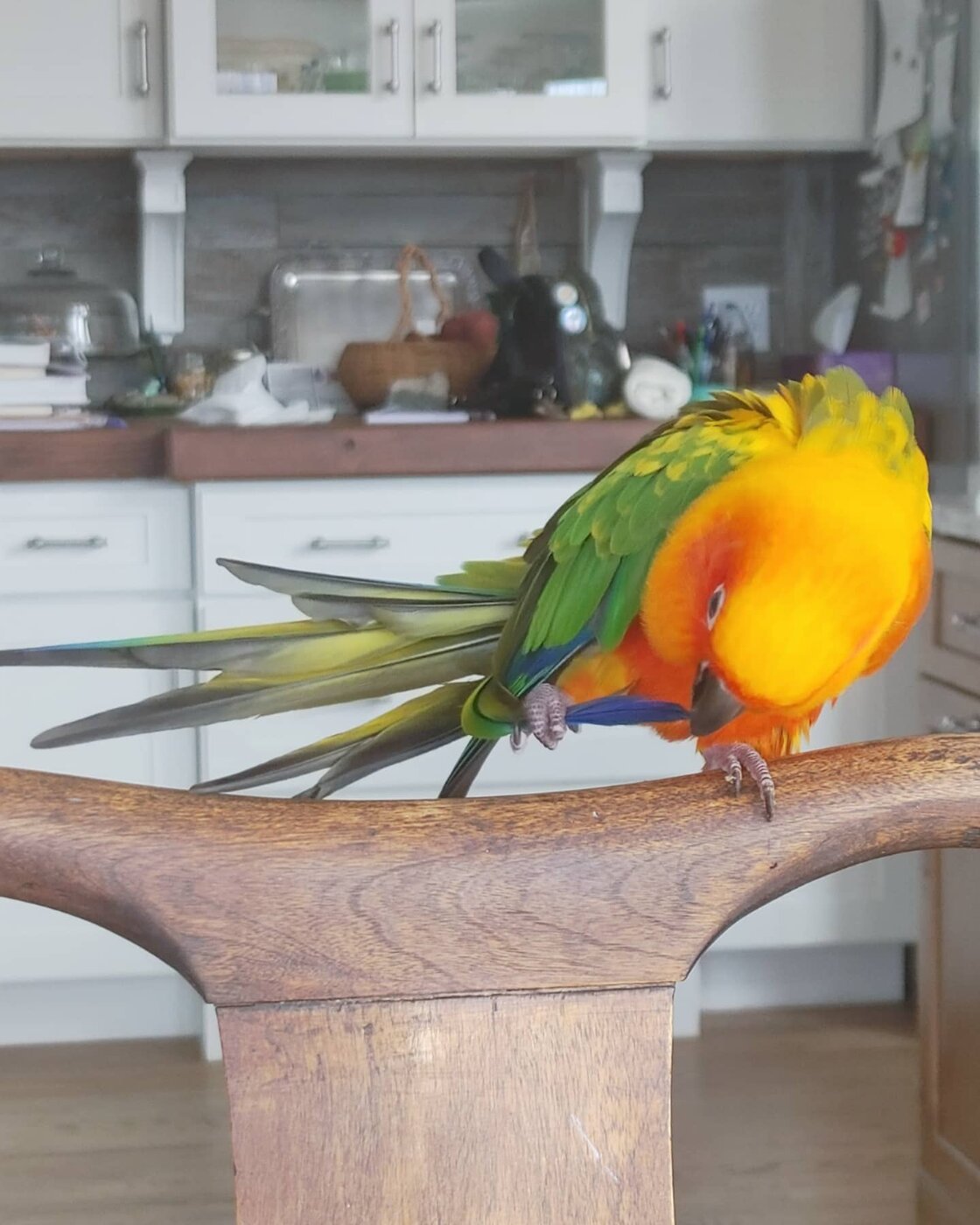 Dobby the Jenday Conure, photo 2