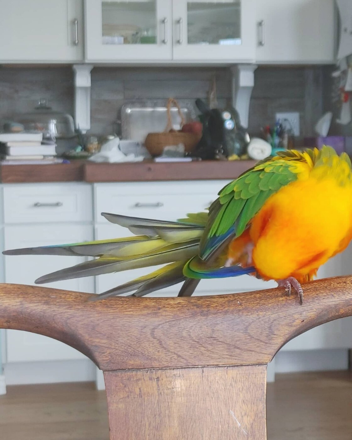 Dobby the Jenday Conure, photo 3