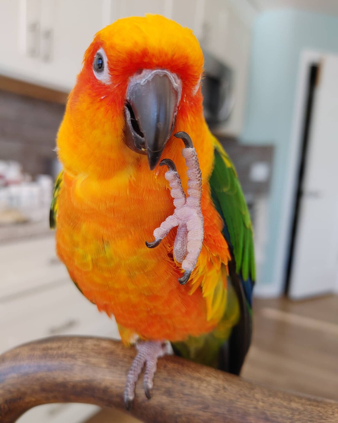 Dobby, a Jenday Conure from our Conure Collection