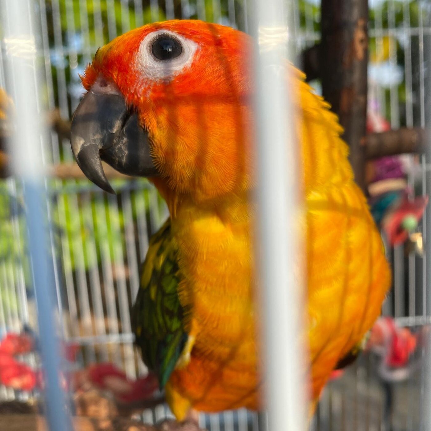 Golden Sun Conure the Golden Sun Conure, photo 2