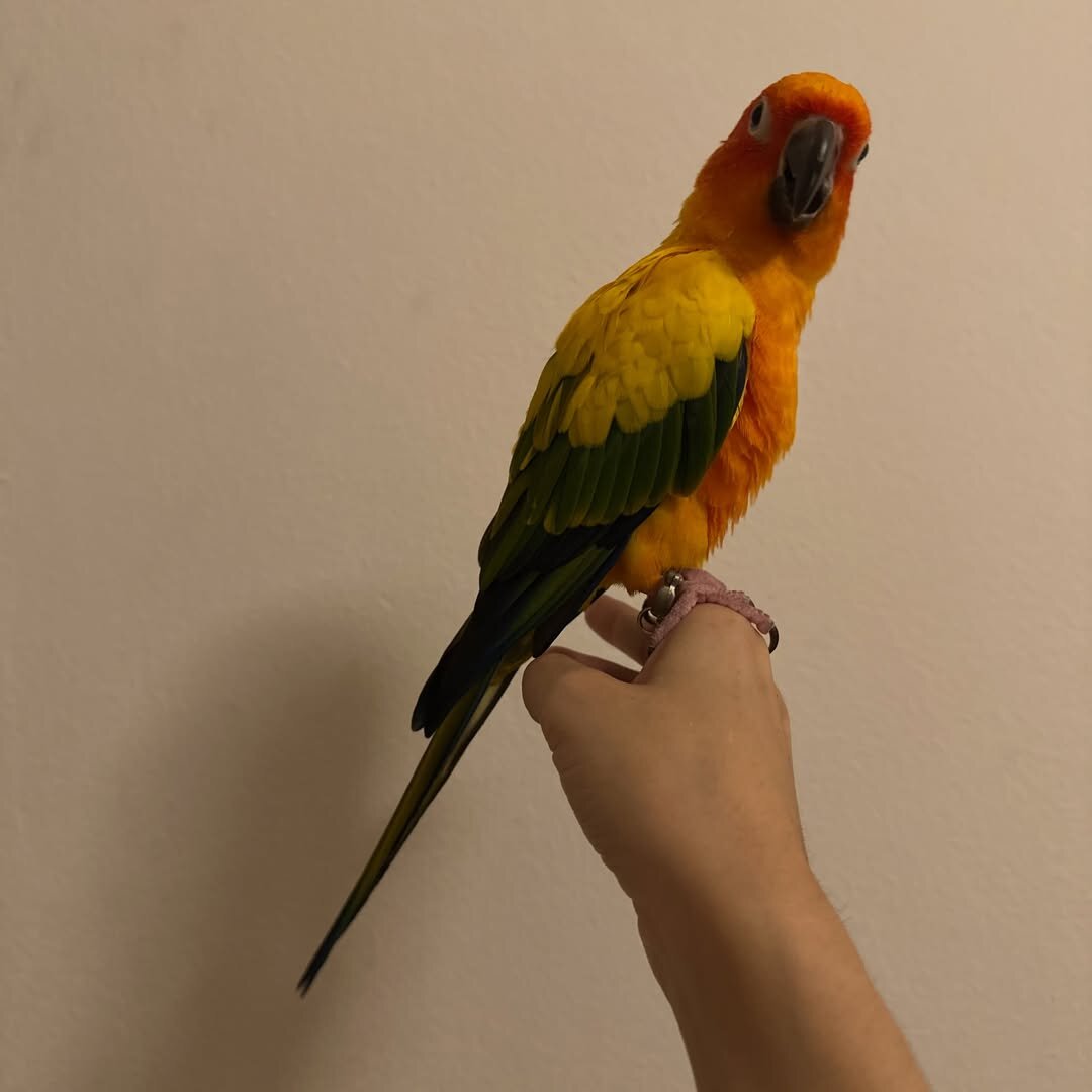 Judy the Sun Conure, photo 3