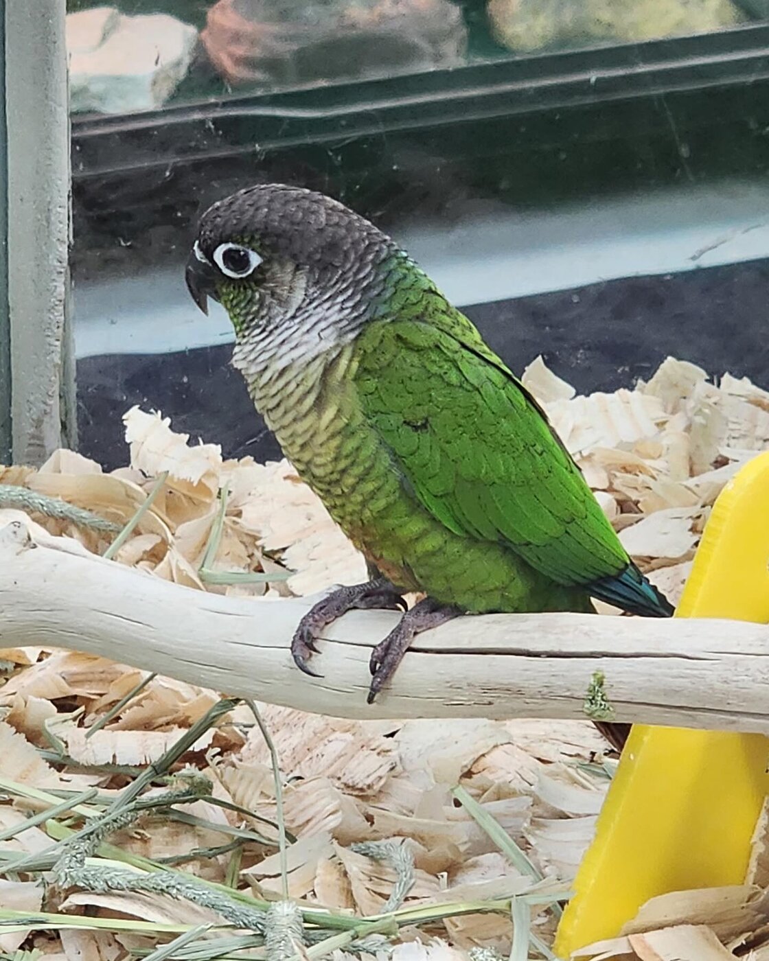 Lily, a Green-Cheeked Conure